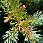 Abies lasiocarpa 葉