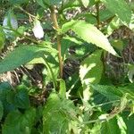 Campanula punctata Blad