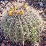 Ferocactus wislizeni Flor