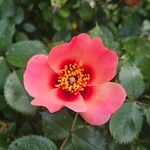 Rosa moyesii 花