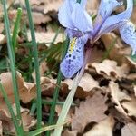 Iris histrio Virág