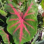 Caladium bicolor Blad