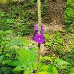 Stachytarpheta frantzii Flower