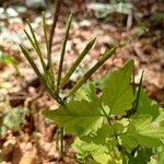 Cardamine chelidonia 果実