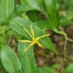 Petchia madagascariensis Çiçek