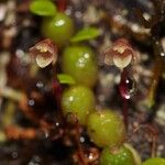 Bulbophyllum keekee Habit