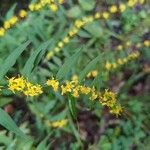 Solidago caesia Цвят