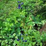 Aconitum napellusFlor