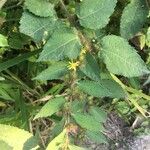 Triumfetta semitriloba Hoja