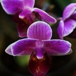 Spathoglottis unguiculata Flower