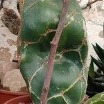 Opuntia dillenii Leaf