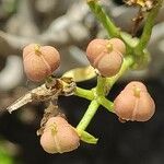 Euphorbia lamarckii Fruto