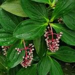 Medinilla speciosa 花