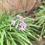 Tulbaghia violacea Çiçek