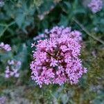 Centranthus ruberFlower