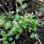 Pulmonaria officinalis Habitus