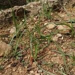 Cyperus rotundus Habitus