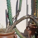 Cereus aethiops Bark