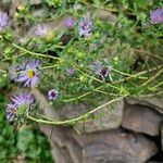 Symphyotrichum oblongifolium برگ