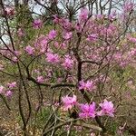 Rhododendron wadanum 整株植物