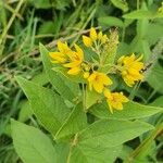 Lysimachia vulgarisFlower