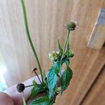 Galinsoga parviflora Blomst