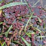 Azolla filiculoides Buveinė