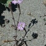 Silene sericea Habit