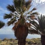 Washingtonia filifera Хабит