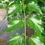 Colubrina asiatica 樹皮
