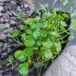 Hydrocotyle verticillataFolla