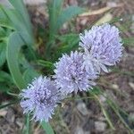 Allium schoenoprasumফুল