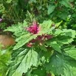 Chenopodium giganteum Blatt