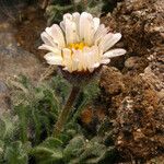 Erigeron vagus Hábito