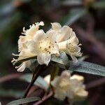 Rhododendron auritum