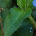 Commelina diffusa Лист