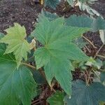 Begonia sikkimensis Blatt