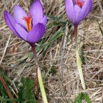 Crocus ligusticus 花