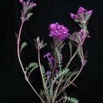 Pedicularis gracilis Yeri
