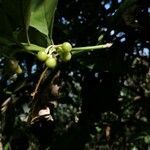 Solanum nudum Fruit