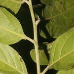 Nectandra membranacea Feuille