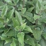 Stachys affinis Folha