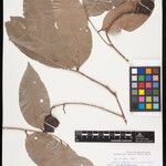 Eschweilera obversa Leaf