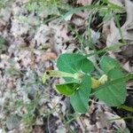 Aristolochia lutea Virág
