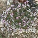 Acantholimon libanoticum Kwiat