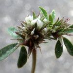 Trifolium scabrum Flower