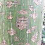 Acer capillipes Casca