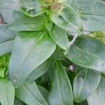 Antirrhinum majus Leaf