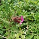 Silene dioica Leaf