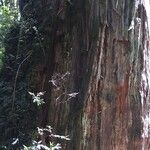 Fitzroya cupressoides Yeri